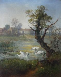 Swans Feeding In A River Swans Feeding In A River