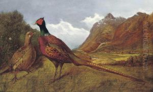A Cock Pheasant And Hen In A Highland Landscape