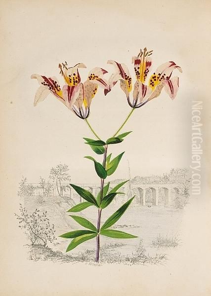 American Wild Flowers In Their Native Haunts
See Illustration - view 1