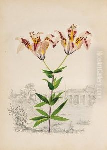 American Wild Flowers In Their Native Haunts
See Illustration by Emma Embury