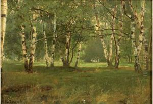 Sous-bois De Bouleaux