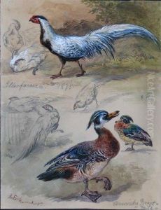 Studienblatt Mit Silberfasanen Und Brautenten by Robert Erbe