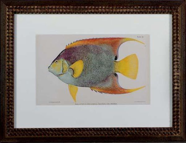 Studies Of Fish Of Puerto Rico In The Caribbean Islands - view 1