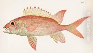 New Genera And Species Of Fishes by Dr. Barton W. Ermann