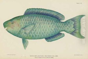 Descriptions Of New Genera And Species Of Fishes From Puerto Rico:six Plates by Dr. Barton W. Ermann