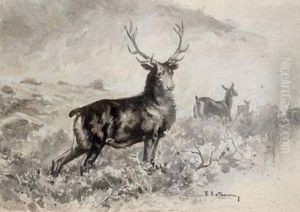 Venados by Enrique Estevan Y Vicente