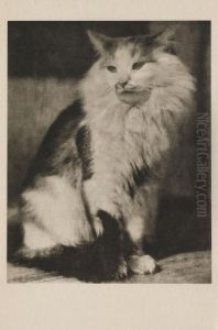 The Cat by Frank Eugene