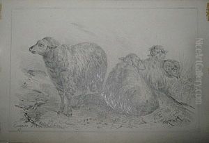 Etude De Moutons by Eugene Verboeckhoven