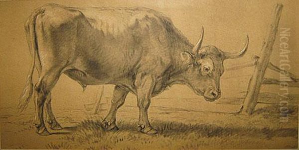 Stier Aan De Afsluiting - view 1