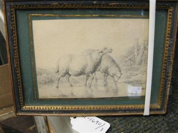 Sheep - view 1