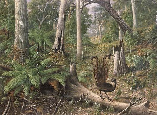 Lyrebird In Amongst Treeferns - view 1