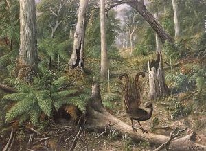 Lyrebird In Amongst Treeferns by Alfred William Eustace