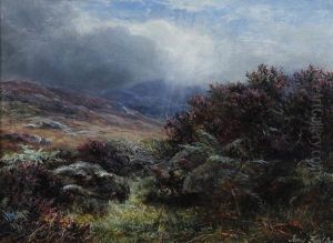 In The Scottish Hills, The Heather In Flower