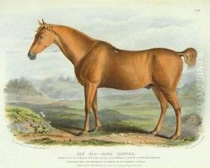 The Old-irish Hunter