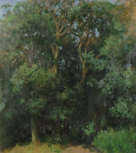 Trees In Summer - view 1