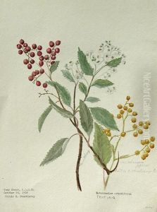 Plants Of The California Redwood Forest And Other Botanical Sketches by Sophie Fauntleroy
