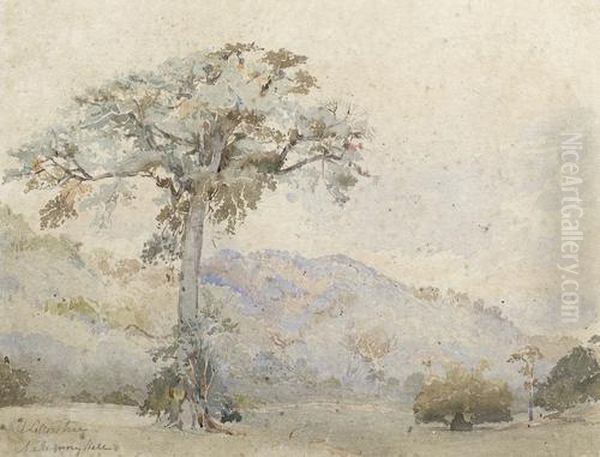 'silk Cotton Tree, Mahogany Hall Plantation' - view 1