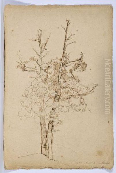 Portrait D'arbre - view 1