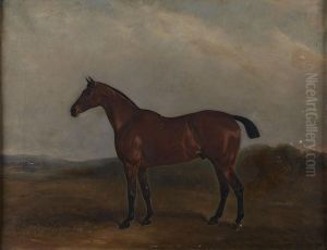 Study Of Figaro, A Bay Hunter Study Of Figaro, A Bay Hunter