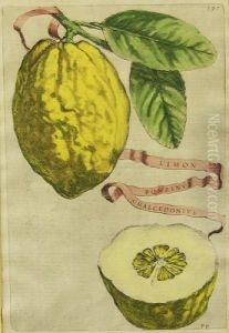Botanical Studies Of Citrus Fruit, From Hesperides by Giovanni-Battista Camuccini