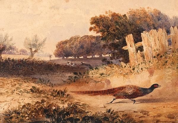 Pheasant Shooting - view 1
