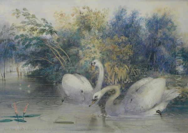 Swans By A Riverbank - view 1