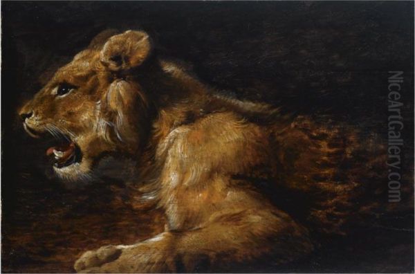 A Study Of A Reclining Lioness - view 1