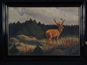 Hirsch Auf Lichtung