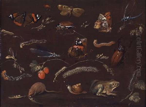 Studies Of A Variety Of Small Animals And Insects - view 1