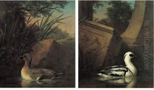 Sarcelle D'hiver Dans Un Marecage by Dietrich Findorff