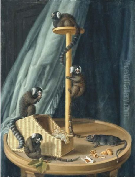 Exotic Species Of Monkeys From The Private Zoo Of Herzog Christianludwig Von Mecklenburg-schwerin - view 1