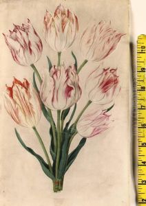 Parrot Tulips With A Spider's Web by Johann Thomas Fischer