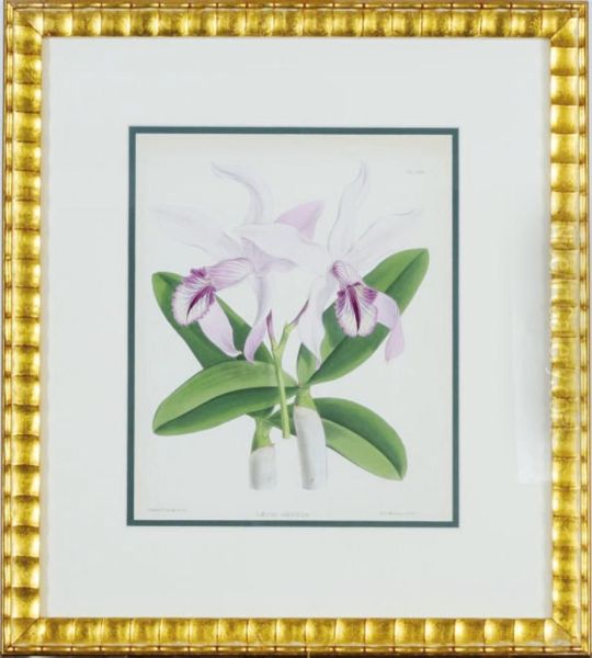 [orchids]: Nine Plates - view 1