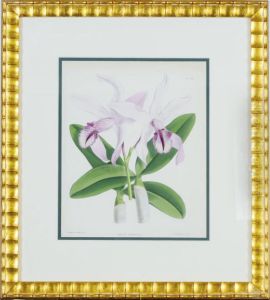 [orchids]: Nine Plates by John Nugent Fitch