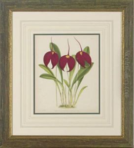 The Orchard Album: Eight Plates