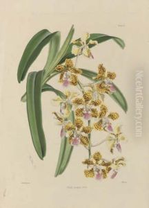 Studies Of Orchids by Walter Fitch