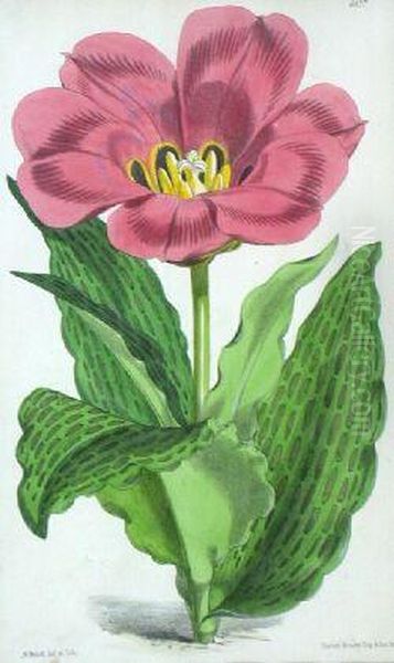 Tulips - view 1