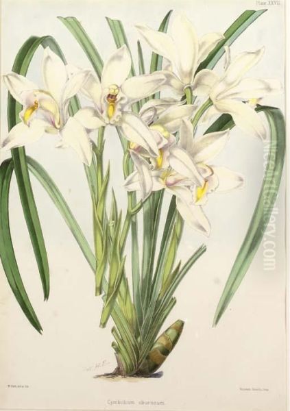 Icones Plantarum: Seven Plates - view 1
