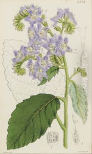 The Botanical Magazine Or Flower Garden Displayed: Six Plates by Walter Fitch