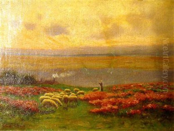 Sheep Grazing In Flowered Pasture - view 1