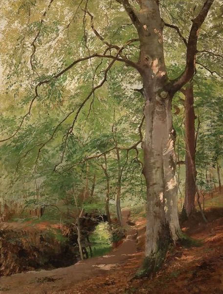 Forest Interior With Penetrating Sunlight - view 1