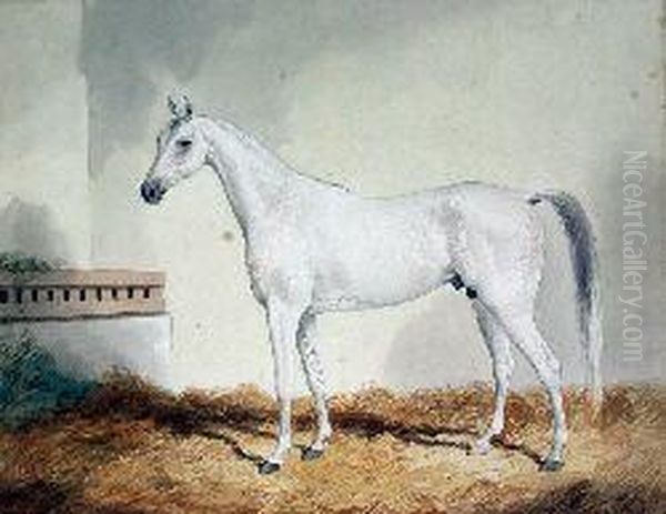Study Of A White Stallion In A Stable - view 1