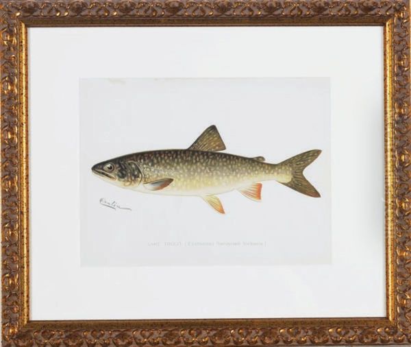 Annual Report Of The Commissioners Of Fisheries, Game And Forestsof The State Of New York: Six Plates - view 1