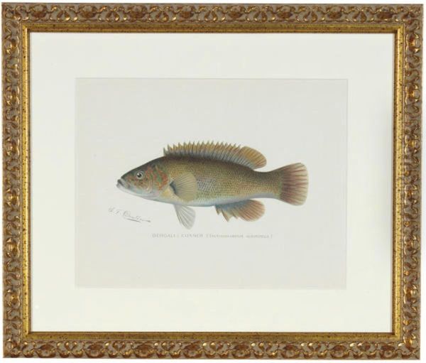Annual Report Of The Commissioners Of Fisheries, Game And Forestsof The State Of New York: Six Plates - view 1