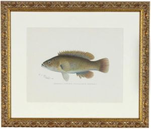 Annual Report Of The Commissioners Of Fisheries, Game And Forestsof The State Of New York: Six Plates Annual Report Of The Commissioners Of Fisheries, Game And Forestsof The State Of New York: Six Plates