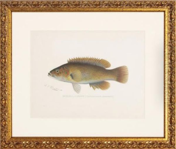Annual Report Of The Commissioners Of Fisheries, Game And Forests Of The State Of New York: Six Plates - view 1