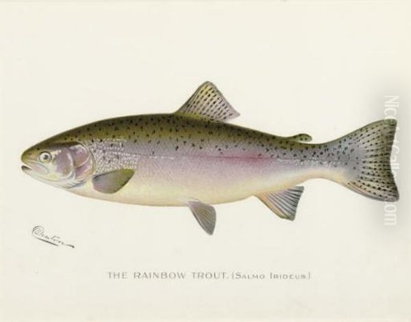 Annual Report Of The Commissioners Of Fisheries, Game And Forests Of The State Of New York: Eight Plates - view 1