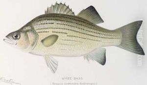Annual Report Of The Commissioners Of Fisheries, Game And Forestsof The State Of New York: Eight Plates Annual Report Of The Commissioners Of Fisheries, Game And Forestsof The State Of New York: Eight Plates