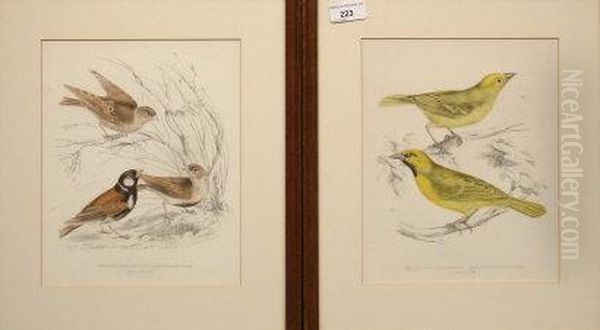 ' Ploreus Subaureus ' And ' Pyrrhulauda Leucotis' - view 1