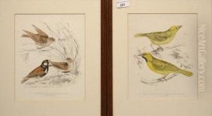 ' Ploreus Subaureus ' And ' Pyrrhulauda Leucotis' by J.A. Ford